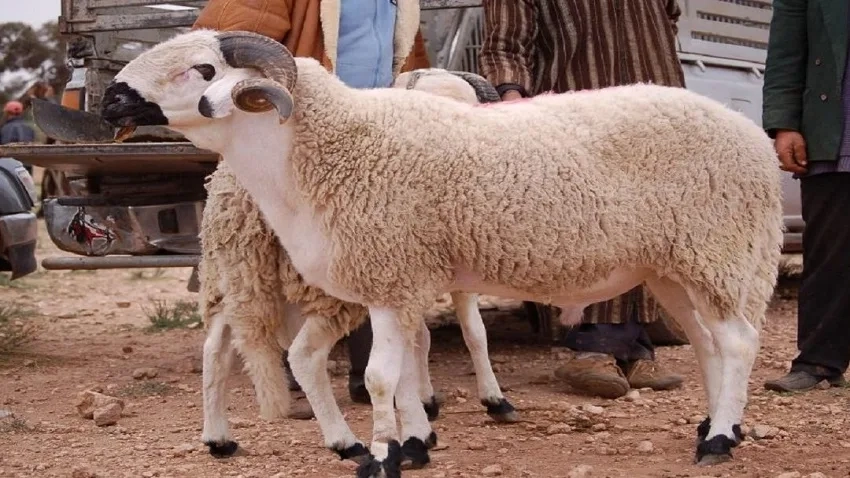 عدم نحر الأضاحي هذه السنة: هل فشلت الحكومة في حماية المغاربة من جشع الأسواق؟
