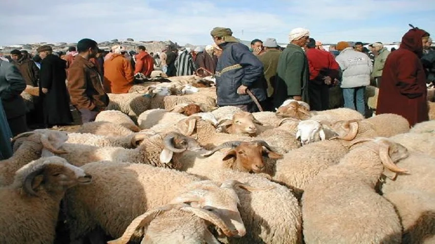 رغم الدعوة الملكية.. إقبال واسع على الأضاحي يثير القلق بالمغرب وسط تعليمات بتقييد مظاهر العيد