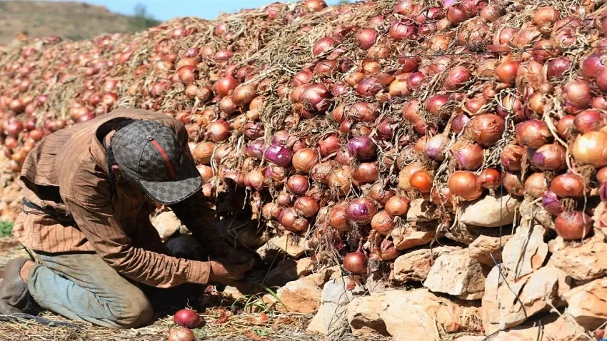 بعد الطماطم.. الغلاء يلاحق 'البصل' ويرفع سعره إلى 10 دراهم
