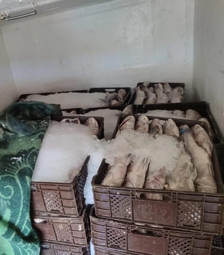 تفتيش مستودع سري يسفر عن حجز كمية كبيرة من الأسماك المهربة