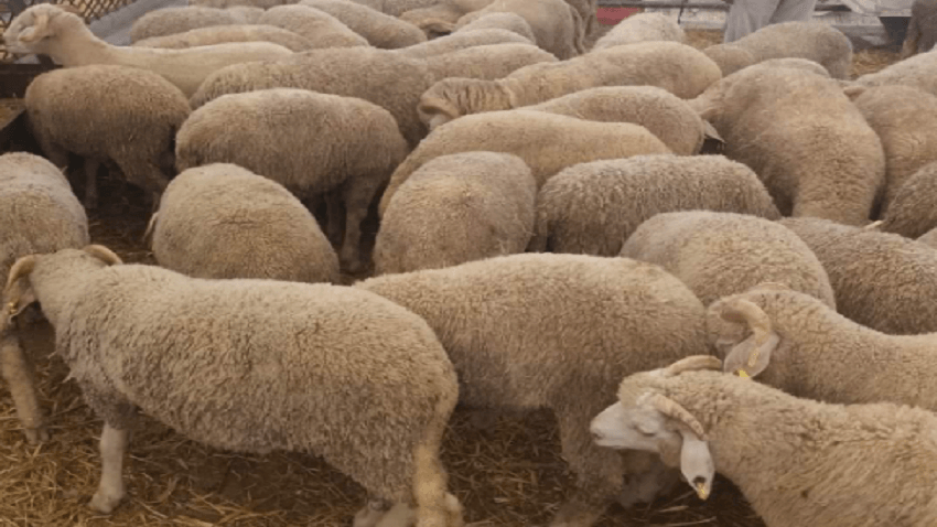 ما حقيقة منع ذبح الخرفان قبل موعد عيد الأضحى وبعده؟