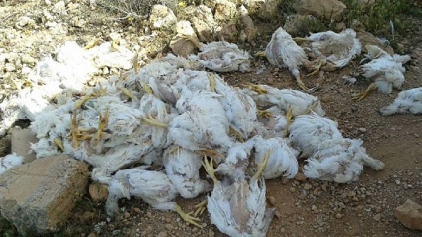 تزنيت: كارثة بيئية خطيرة تهدد ساكنة دوار 'أيت الطالب ايحيا'، وتمس حقها في الماء الصالح للشرب