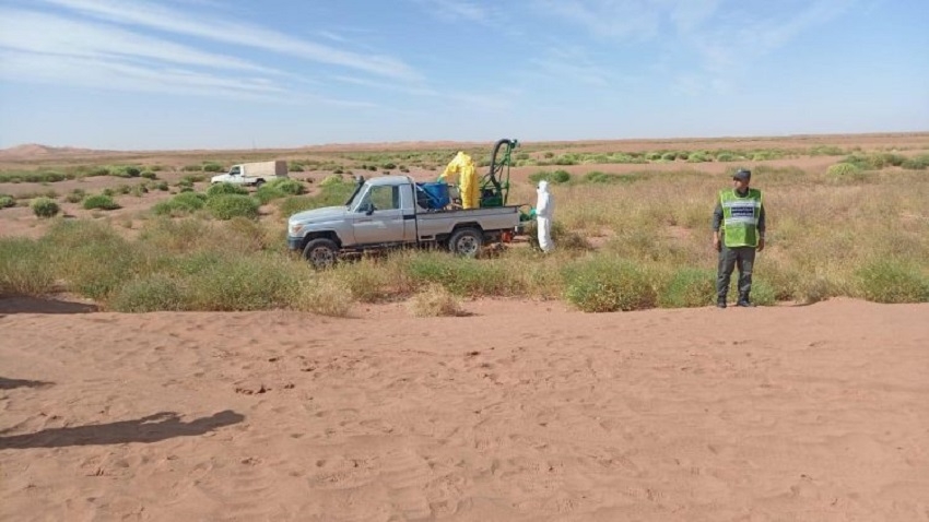 بعد زاكورة.. أسراب الجراد تصل إقليم الحوز وتهدد المحاصيل الزراعية