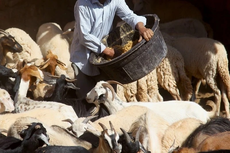 مع اقتراب العيد.. 'الكسابة' يطالبون بتمكينهم من التصدير لتصريف مواشيهم
