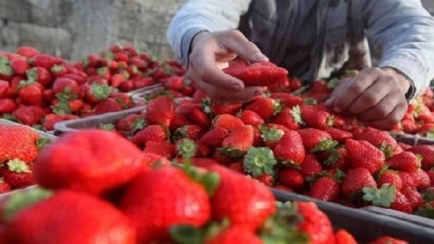 إذاعة فرنسا الدولية: المغرب يثبت ريادته العالمية في إنتاج وتصدير الفواكه الحمراء