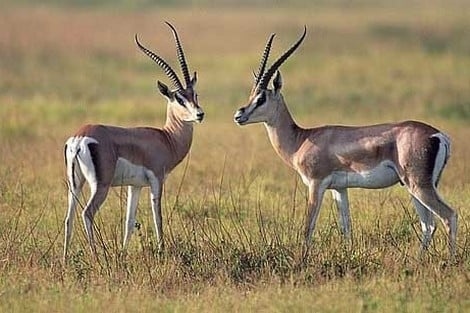 تيزنيت : عشاق دم الغزال في ضيافة الدرك الملكي بتافراوت
