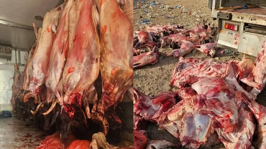 إحباط نقل 42 سقيطة من اللحوم في ظروف غير صحية