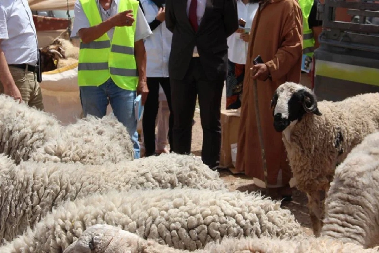 سوس ماسة: 'فقدان الثقة' يدفع كسابة إلى رفض إحصاء قطعانهم من الماشية