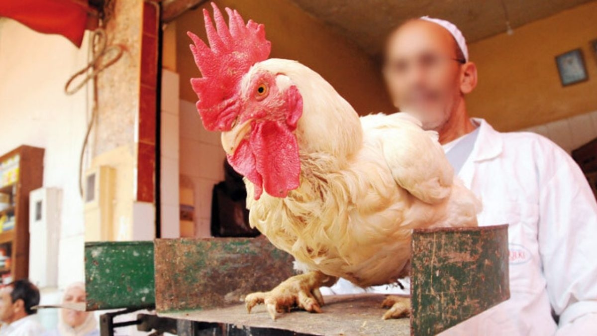 الحرارة والاحتكار يعيدان أسعار الدواجن إلى الارتفاع، وفاعل مهني يكشف خبايا القطاع