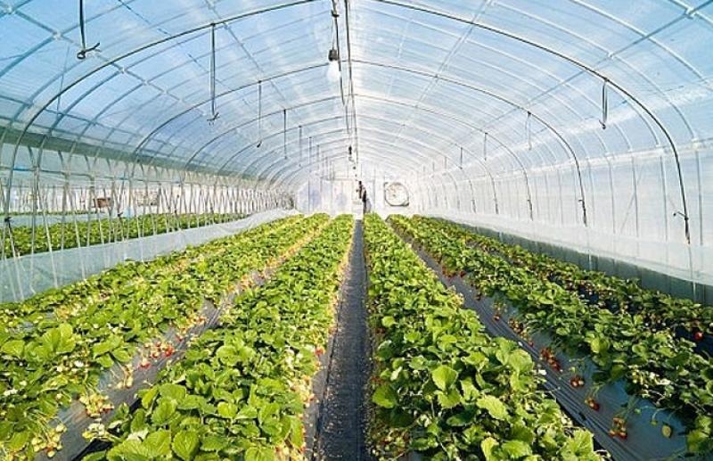 منتجي ومصدري الحاصلات البستانية يشارك في معرض «فروت لوجسيتكا 2025»