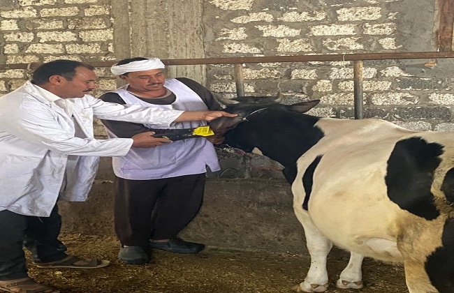 تحصين 684 ألف رأس ماشية ضد  الحمى القلاعية والوادى المتصدع بالشرقية