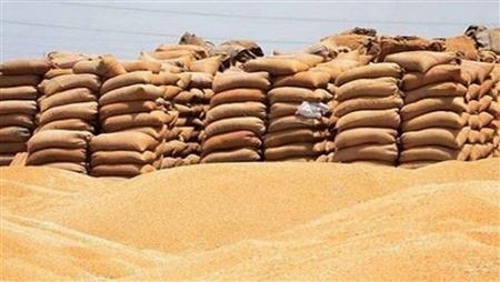 توريد 534 ألف طن قمح بالشرقية