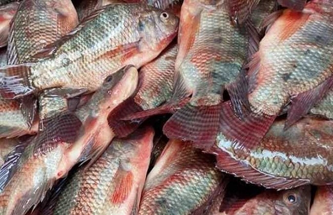 ارتفاع أسعار السمك و«البلطى» بـ90  جنيهاً اليوم