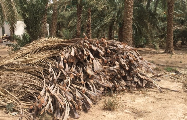 إنتاج مصر 2 مليون طن سنويًا.. «جريد النخيل» بديلًا لـ«البرسيم»  بعلائق الأرانب