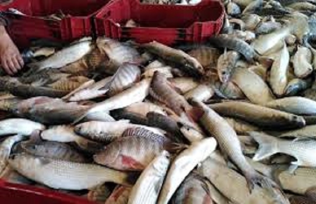 موسى يبدأ من 220 جنيها.. أسعار السمك اليوم الخميس 8-5-2025