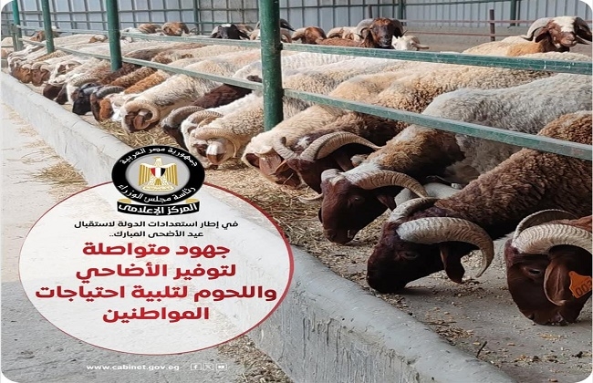 بأسعار مخفضة.. "الزراعة" تطرح 12 ألف رأس أضاحي