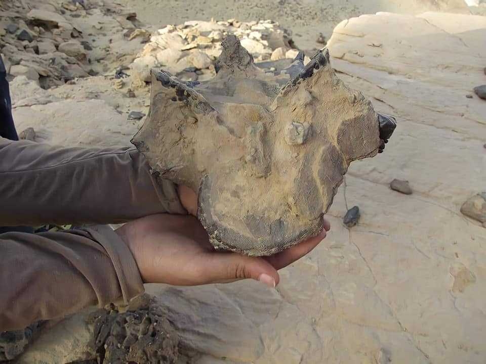 العثور على جمجمة ستيجوصور عمرها 150 مليون عام