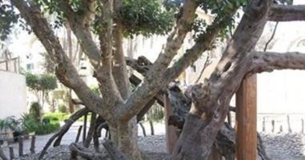 خبير آثار يؤكد: أرض مصر كتبت شهادة ميلاد المسيحية بحماية العائلة المقدسة