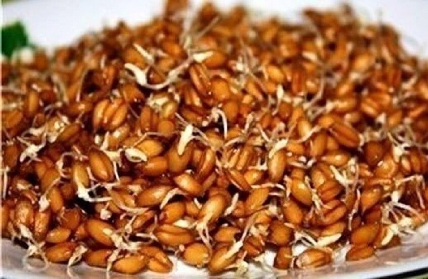فوائد براعم القمح