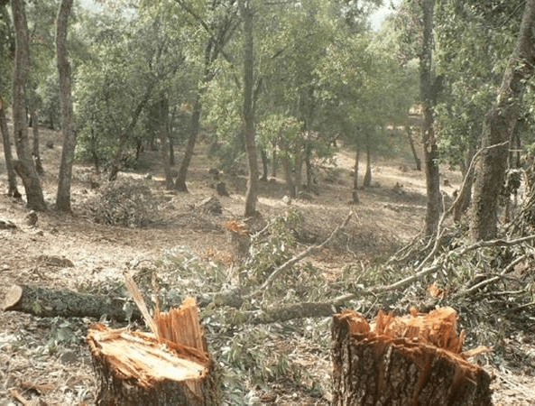 ضبط اعتداء على 120 شجرة حرجية في عجلون