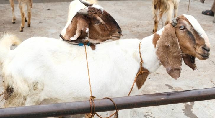 تعرف إلى الشروط الواجب اتباعها للمسلم الراغب في الأضحية خلال عيد الأضحى؟