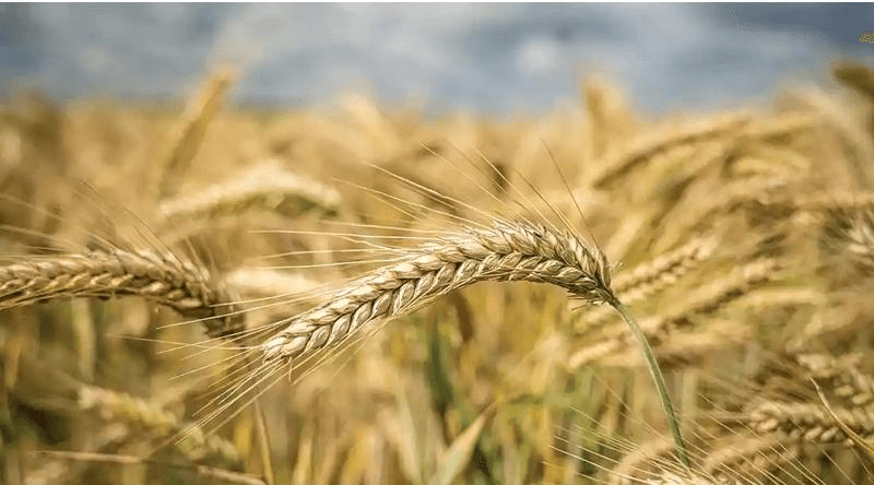 وزير الزراعة : 63% من غذائنا محلي