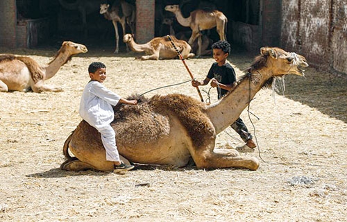 مصر: الإبل.. خيار موفر في العيد