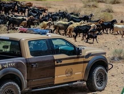الأمن البيئي يضبط مواطنًا في المدينة المنورة لنقله 9 أمتار مكعبة من الحطب المحلي