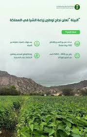 "البيئة" تعلن نجاح توطين زراعة نبات الشيا للإسهام في تعزيز الأمن الغذائي ودعم الاستدامة البيئية بالمملكة