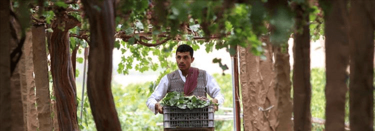 كساد المنتجات الزراعية في اليمن... فما هي الأسباب؟