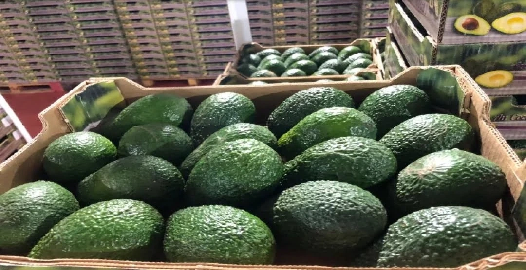 المغرب يسجل رقماً قياسياً في صادرات الأفوكادو