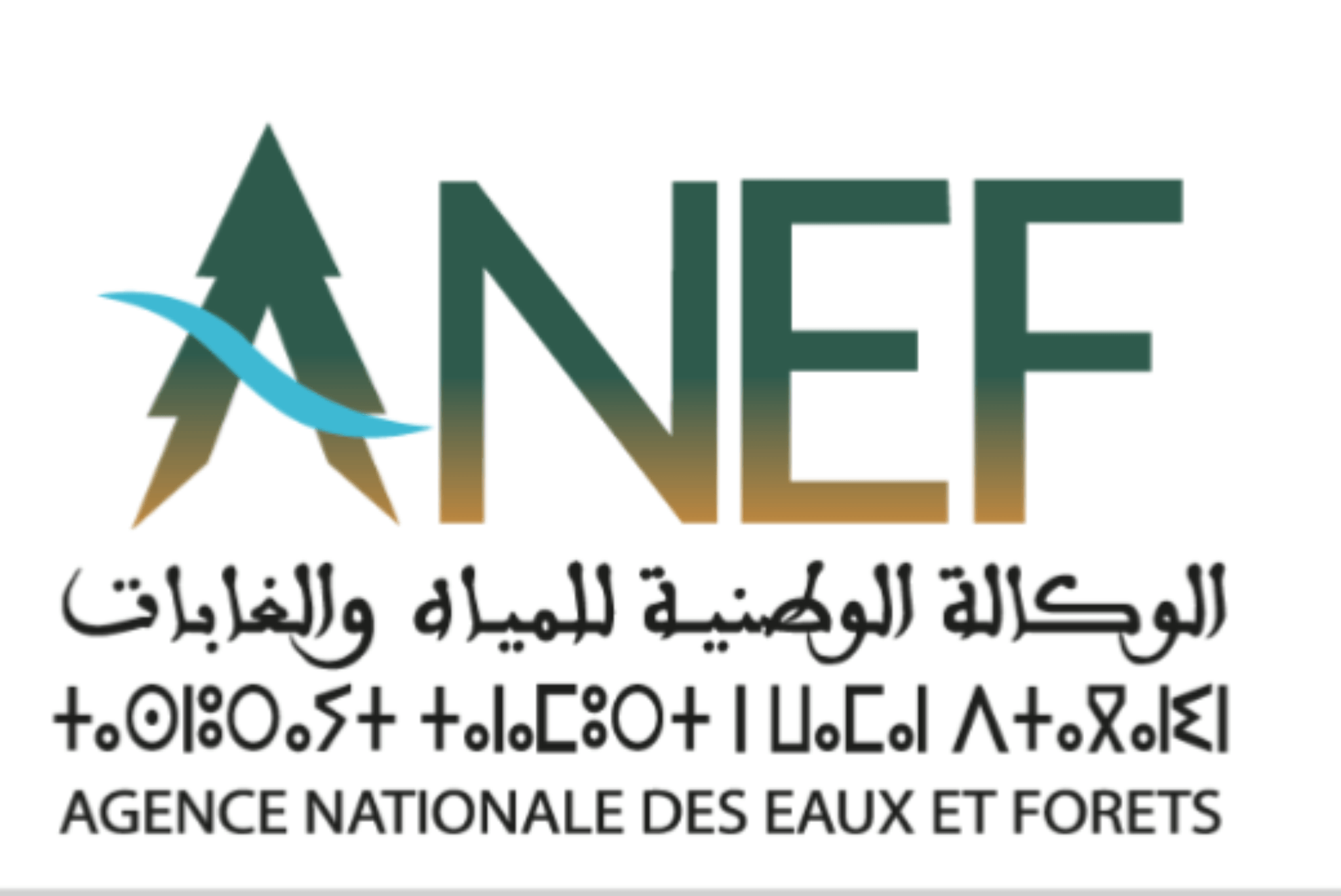 الوكالة الوطنية للمياه والغابات تكشف عن الوضعية الراهنة لحرائق الغابات