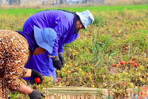 الخضروات تدفع الثمن.. البنزين يرفع فاتورة الغذاء اليومي للمصريين