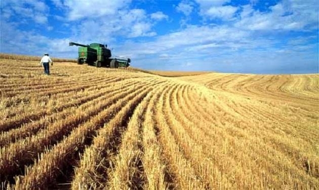 3,1 مليون فدان منزرعة بالقمح وتوقعات 10 ملايين طن إنتاجية