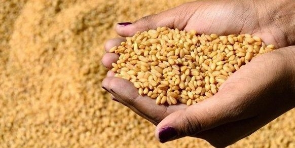 سعر القمح لدى التجار اليوم الثلاثاء 20 مايو 2025