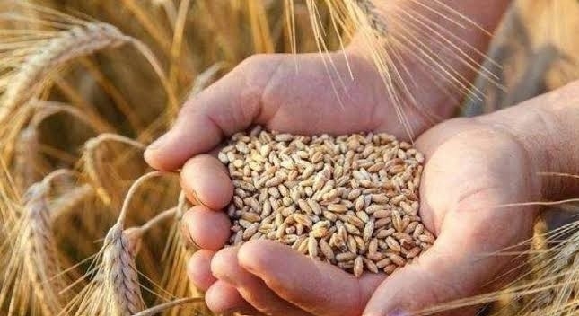 2025 أعلى معدل لتوريد القمح.. والحكومة تشتري بأعلى من العالمي
