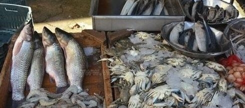 آخر تحديث لأسعار الأسماك اليوم الثلاثاء 3 يونيو