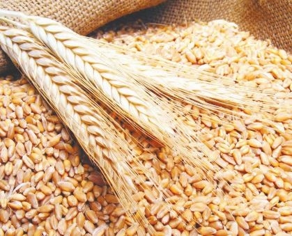 سعر طن القمح لدى التاجر اليوم الأربعاء 21-5-2025