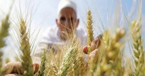 سعر طن القمح اليوم الخميس.. الأوكراني وصل كام؟