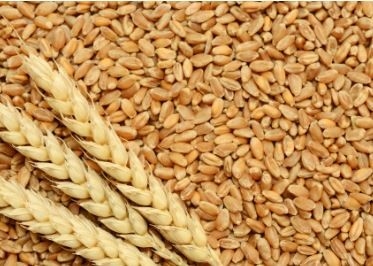 سعر طن القمح في الأسواق اليوم الأربعاء 25-6-2025