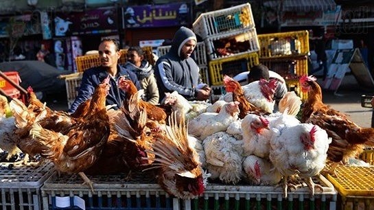 وصلت 112 جنيها.. أسعار الدواجن اليوم الاثنين 19-5-2025
