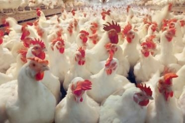 بعد شائعة النفوق.. أسعار الدواجن البيضاء في الأسواق اليوم السبت