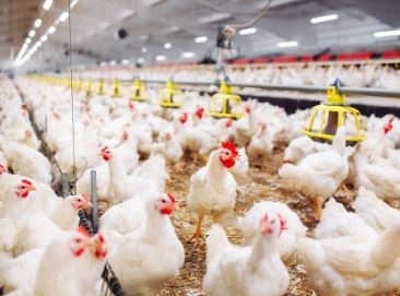 أسعار الدواجن البيضاء في الأسواق المحلية اليوم السبت