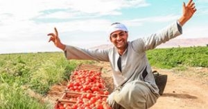 أسعار الخضراوات في سوق العبور اليوم 22-5-2025