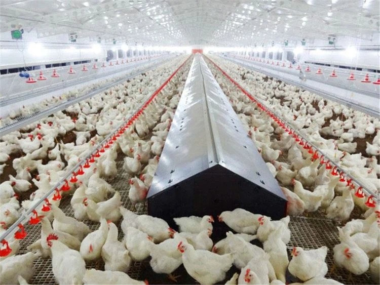 بين المنتج والمستهلك.. أزمة تسعير الدواجن تهدد توازن السوق