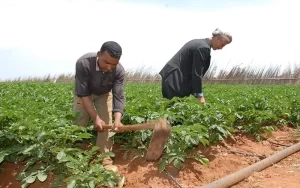 خبراء يوضحون أهمية الزراعة التعاقدية في دعم القطاع الزراعي