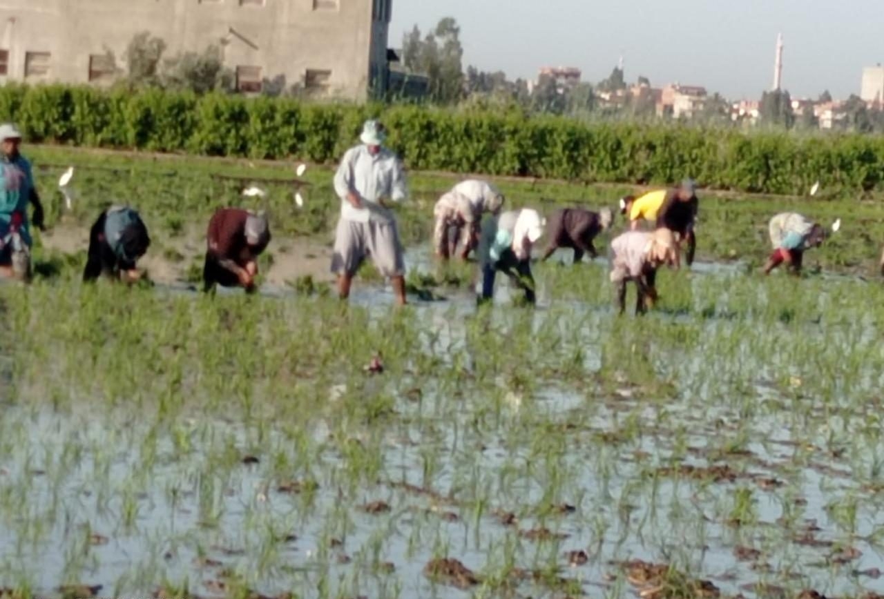 معهد الأراضي والمياه يواصل دعم التنمية الزراعية ويستعرض أنشطته