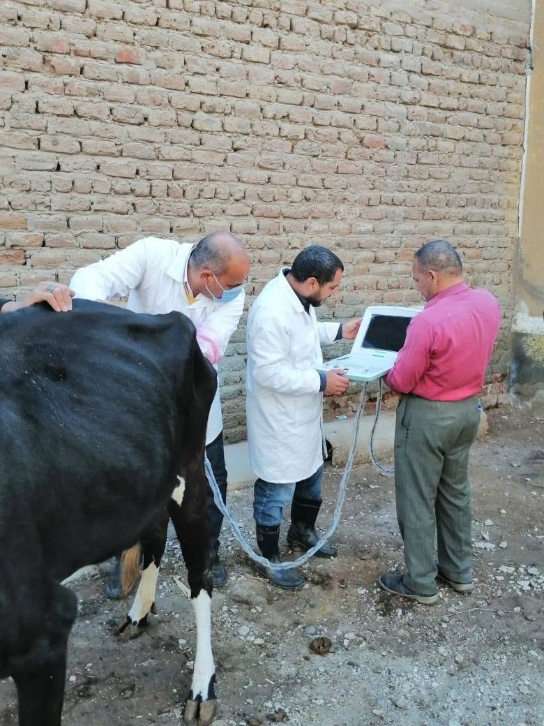 فحص أكثر من 13 ألف رأس ماشية.. وتلقيح 46 ألف حالة