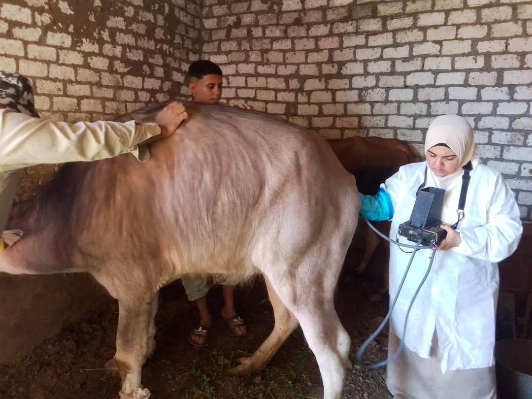 تشخيص وعلاج أكتر من 37 ألف رأس وتلقيح 42 ألف من الجاموس