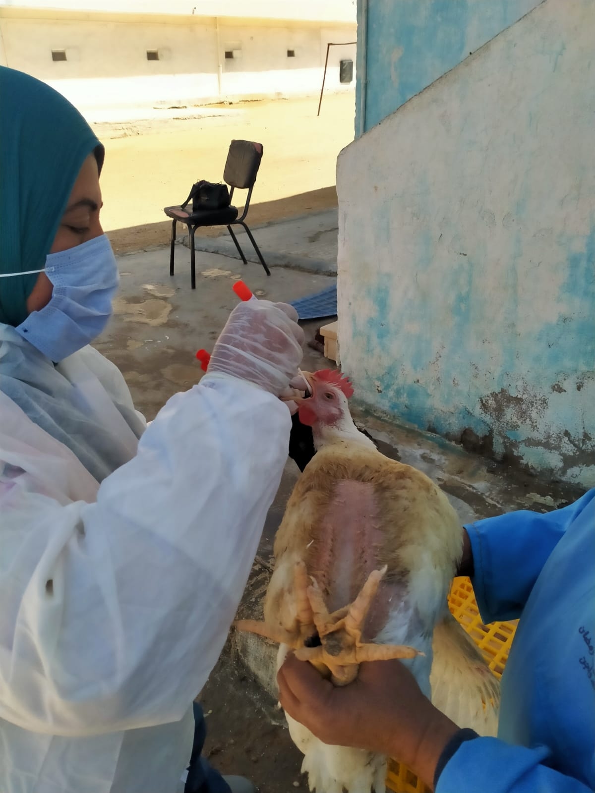 'الزراعة' تواصل أعمال التقصي والتحصين بمزارع وأسواق الدواجن